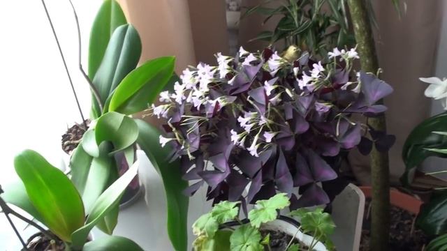 ВЛОГ?. КОМНАТНЫЕ РАСТЕНИЯ В ИНТЕРЬЕРЕ.♦СОВЕТЫ по УХОДУ. (март2019) смотреть онлайн