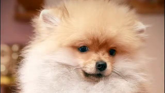 померанский шпиц (цвергшпиц) девочки для вас смотреть онлайн
