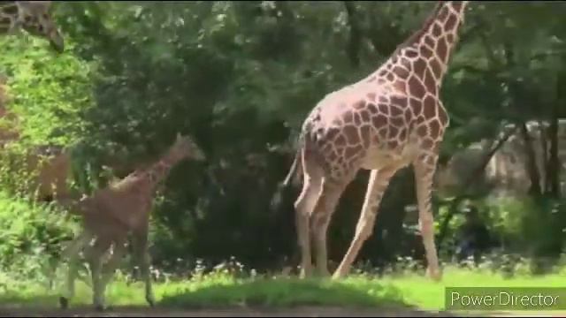 Онлайн-зоопарк на карантине смотреть онлайн