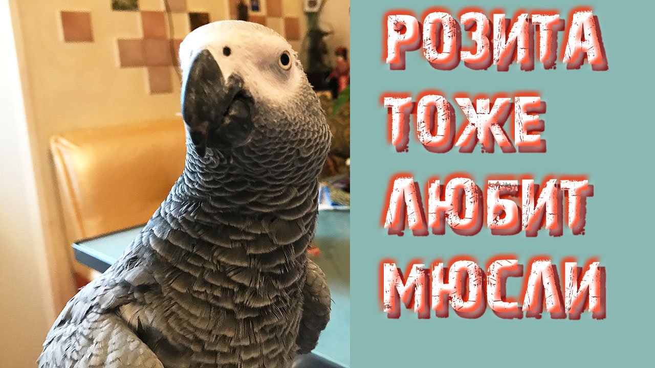 Попугаи жако тоже любят мюсли. Серия 3 "Завтрак Розиты". Наши питомцы смотреть онлайн