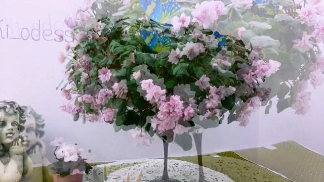 Амельная фиалка Along Trail . Магазин фиалок в Одессе 0983891416