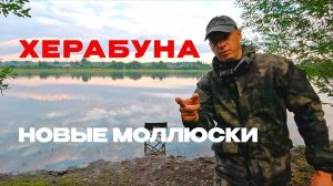 Дождь ушёл. Поплавок ожил. Карась