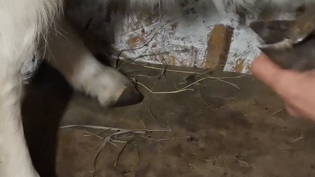 Стрижка копыт у козы . смотреть онлайн