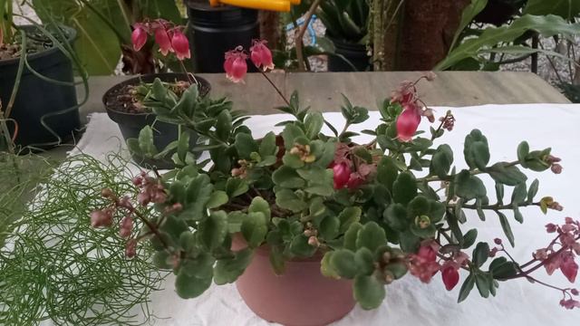 Kalanchoe Wendy, como cultivar + suculentas novas. смотреть онлайн