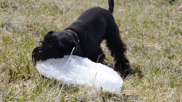 Dog is eating ice (Собака ест лед) смотреть онлайн