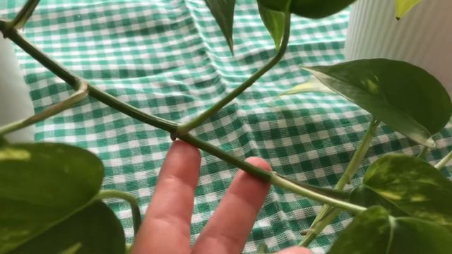 Pothos sarmaşığı(epipremnum aureum-neon) bakımı смотреть онлайн