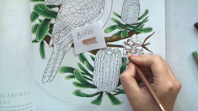 Kookaburra & Banksia In 'Australian Animals' Coloring Book. Part 1