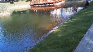 Обзор малого Солнцевского пруда, неделя до завершения благоустройства