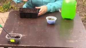 Выращивание пентаса от посева до цветения