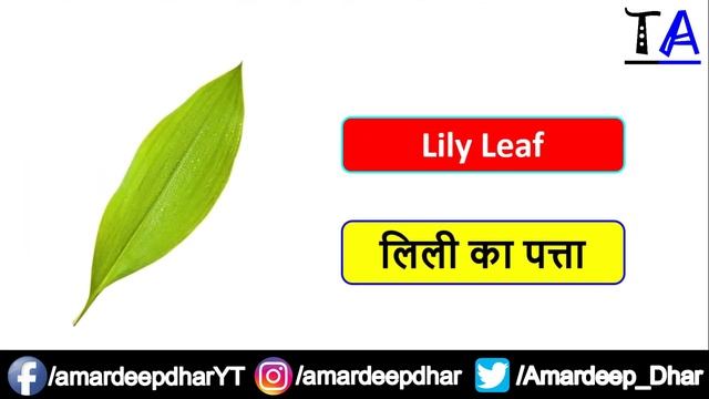 Leaves Name in English and Hindi | Different Types of Leaves with Name and Picture | Name of Leaves смотреть онлайн