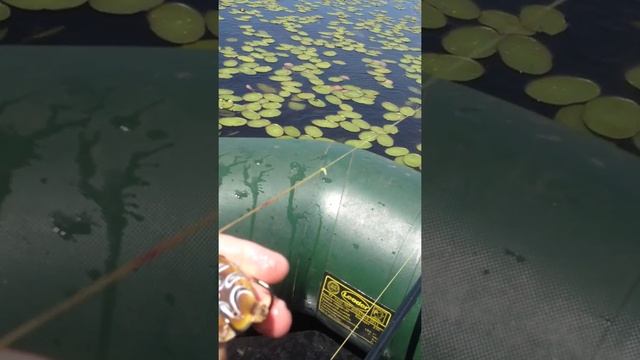 Змееголов. смотреть онлайн