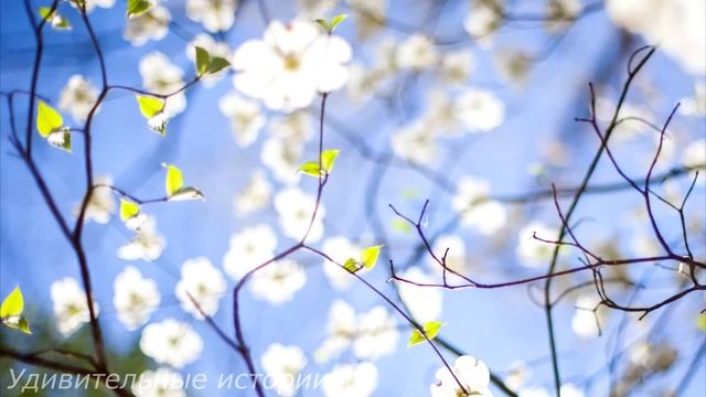 Случайно подслушав разговор свекрови по телефону, беременная Маша убежала в дом покойной бабки... смотреть онлайн