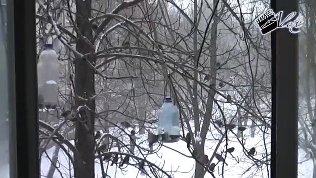 Природные катаклизмы. Это невероятно, но факт. Скворцы прилетели зимой. смотреть онлайн