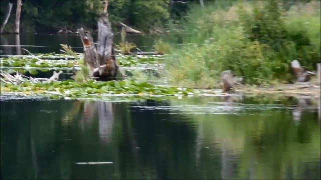 Отдых на природе и рыбалка смотреть онлайн