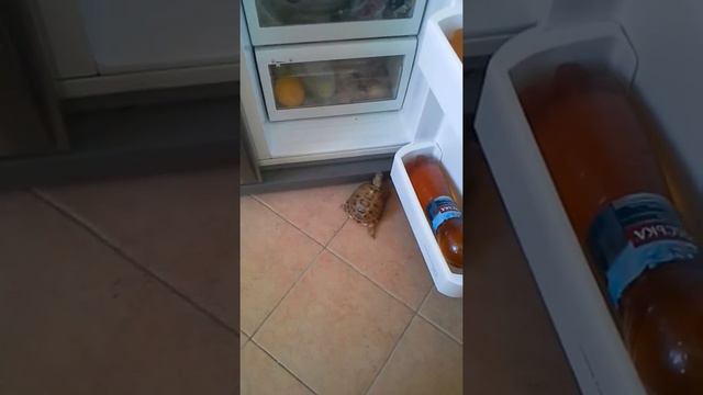 Черепаха хочет есть смотреть онлайн