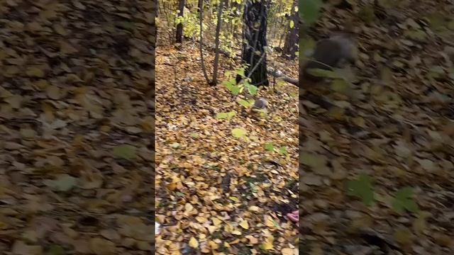 #белка#лес смотреть онлайн