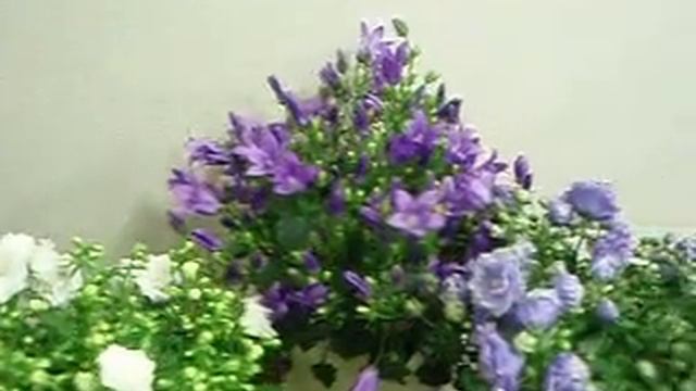 Campanula obal смотреть онлайн