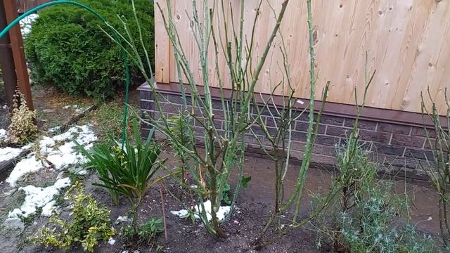 Обзор роз в конце октября. Работа по обрезке роз еще не закончена:) смотреть онлайн