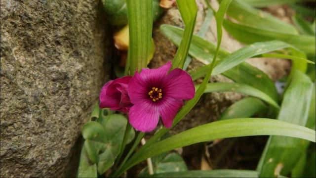 【スライドショー】20150509【Olympus XZ-10】 смотреть онлайн