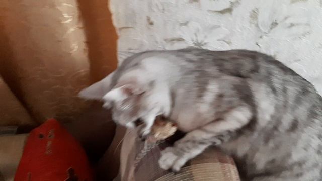 Мыши смотреть онлайн