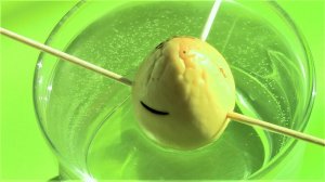 КАК ПОСАДИТЬ АВОКАДО КОСТОЧКОЙ. ЛУЧШИЙ СПОСОБ!!!