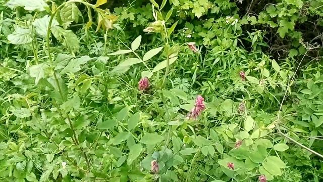 Сочевник весенний. Лечим заболевания ногтей.