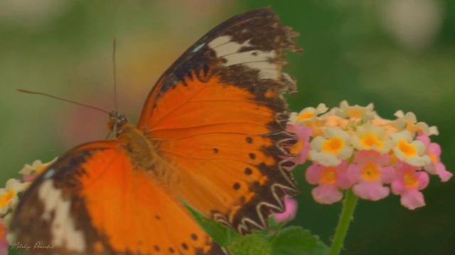 Самые красивые мелодии в мире🌿успокоить нервную систему🌿улучшает память смотреть онлайн