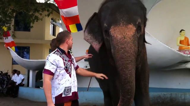 Шри Ланка слон смотреть онлайн