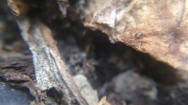 ПРЕДМЕТЫ В МАКРО-СЪЕМКЕ - #1// OBJECTS IN MACRO-PHOTOGRAPHY - #1