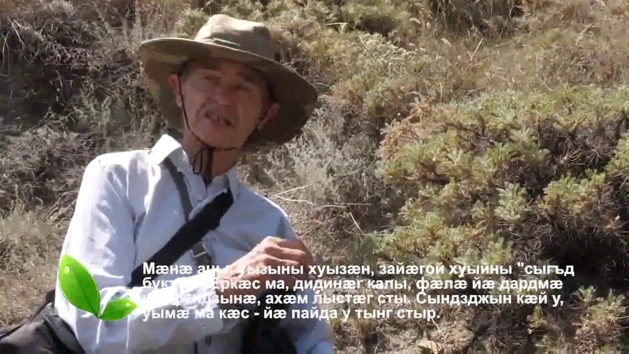 СЕКРЕТНОЕ РАСТЕНИЕ!!! Кардаг (ТРАВЫ) - Букъа ( АСТРАГАЛ ) смотреть онлайн