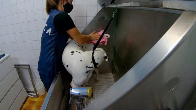 Grooming Dalmatian