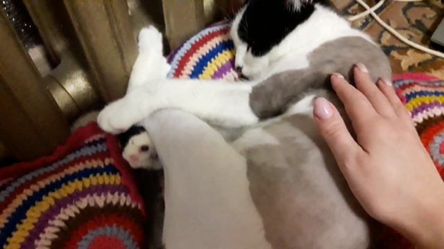 Хвостатая модель ✔ Фанат Теплоэнерго 🖤 Сфинкс смотреть онлайн