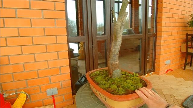 Клен веерный Осаказуки Acer palmatum Osakazuki 2021 год весна смотреть онлайн