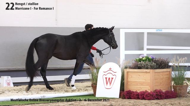 Online Dressuryoungster-Auktion Lot 22 Moreno - SP Hengst v. Morricone I - For Romance I смотреть онлайн