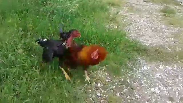 Бойцовый и домашный петух смотреть онлайн