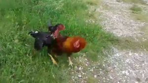 Бойцовый и домашный петух