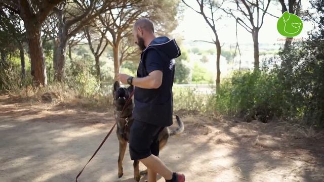 Enséñale a NO TIRAR ni JALAR de la CORREA (Rápido y 100% Efectivo) смотреть онлайн
