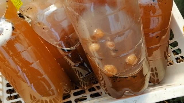 Изготовление берёзового кваса из берёзового сока, с ячменем. Напиток здоровья наших предков. 3. смотреть онлайн