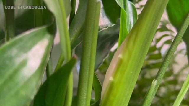 Капаю Под Все Цветы В Марте - На Глазах Прут Во Всю и Зацветают Как Сумасшедшие! смотреть онлайн