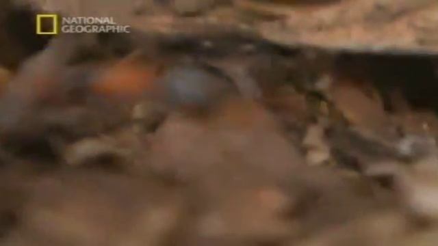 Атака насекомых Ядовитые войны смотреть онлайн