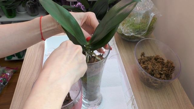 ПЕРЕСАДКА орхидеи. Эстетичный, красивый РЕЗУЛЬТАТ! смотреть онлайн