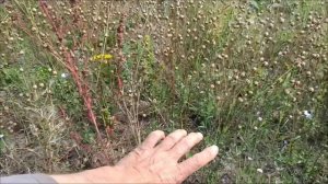 Трудная уборка льна