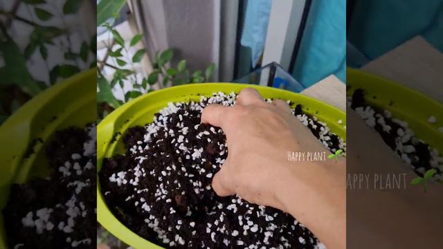 Made your own potting mix with peatmoss and perlite смотреть онлайн