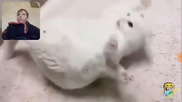 Смотрю прикольные видео  с котами