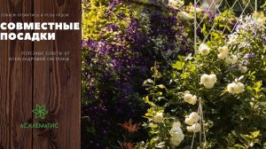 РОЗЫ И КЛЕМАТИСЫ Сажаем ВМЕСТЕ правильно!