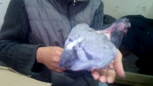 Спасли и выходили птенца голубя на работе смотреть онлайн