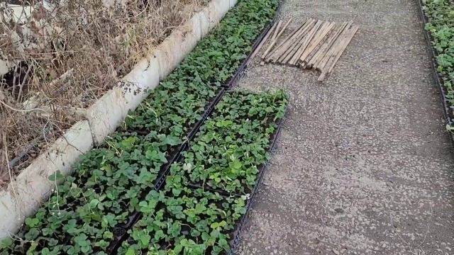 Как мы высаживаем воздушку в марте, после зимнего хранения! смотреть онлайн