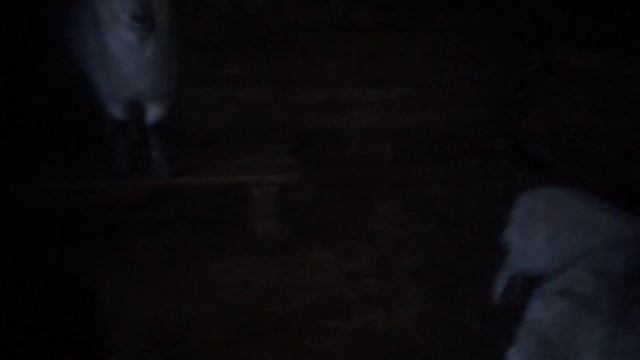 Чем кормить беременную козу.