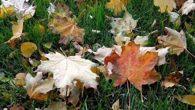 "Старая беседка" - стихи и фотоработы Эльвиры Игоревны в авторском прочтении смотреть онлайн