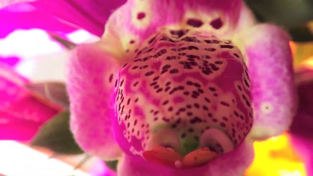 Foxglove смотреть онлайн